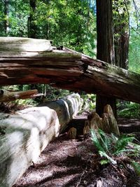 Wooden bridge in forest