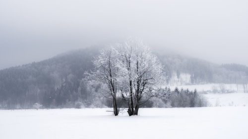 Trees on snow covered landscape