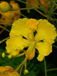 Close-up of wet yellow rose flower