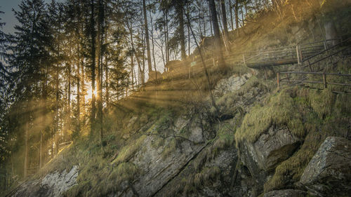 Low angle view of trees in forest