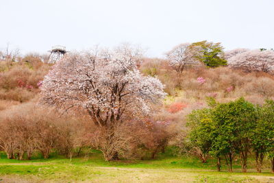 View of cherry blossom trees on field against sky