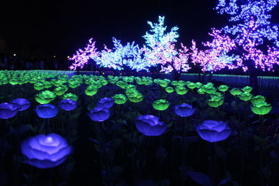 Close-up of purple flowering plants in lake at night