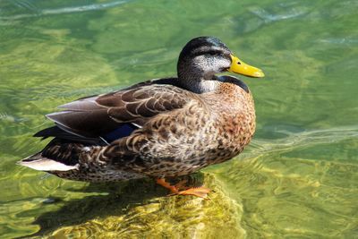 Close-up of mallard duck swimming in lake