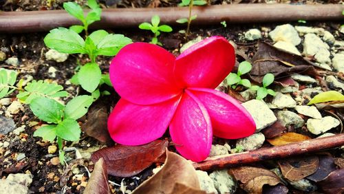 High angle view of pink flower