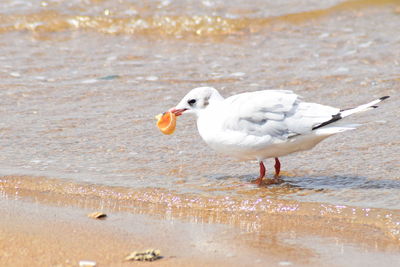 Side view of seagulls on beach