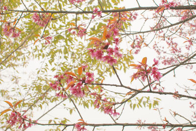 Low angle view of pink flowering tree