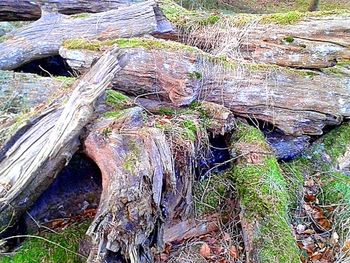 Close-up of tree trunk in forest