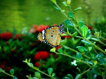 Butterfly on leaf