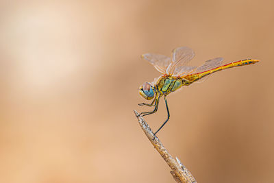 Close-up of dragonfly on twig