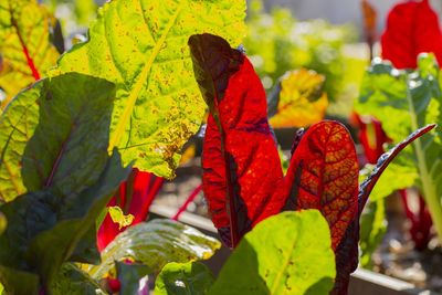 Close-up of autumnal leaves