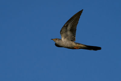 Low angle view of seagull flying