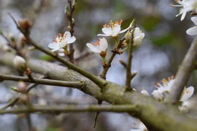 Close-up of cherry blossom on tree