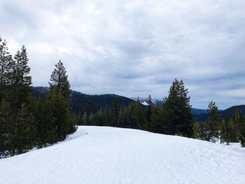 Pine trees on snowcapped mountains against sky