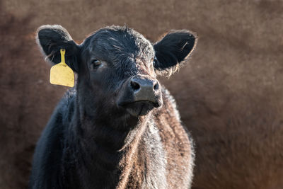 Cute black angus calf with a yellow ear tag on a brown background