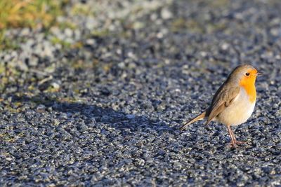 Close-up of bird perching on road
