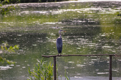 High angle view of gray heron perching on a lake