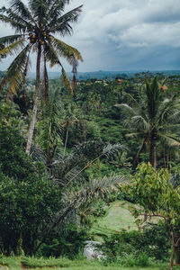 Scenic view of palm trees on landscape against sky