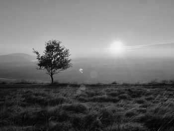 Tree, hills and sunset in black and white, sandberg, slovakia
