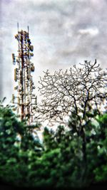 Close-up of flowers on tree against sky