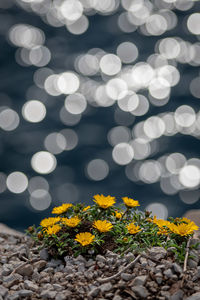 Close-up of yellow flowering plants