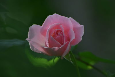 Close-up of pink rose