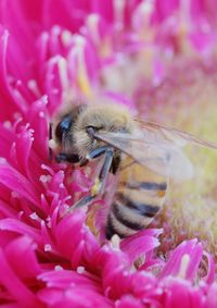 Close-up of bee pollinating on pink flower