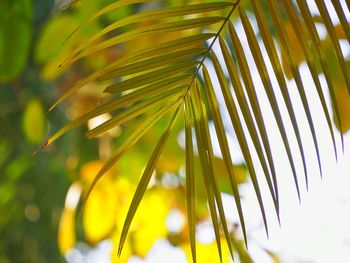 Close-up of palm leaves