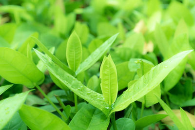 Close-up of water drops on leaves