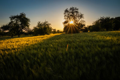 Scenic view of field against sky during sunset