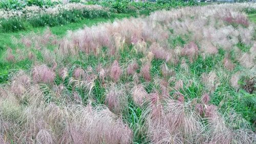 Close-up of plants growing in field