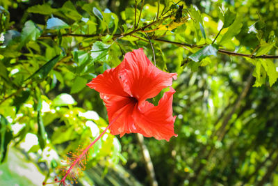 Close-up of red hibiscus on plant