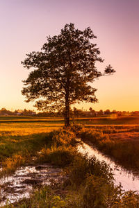 Tree on field against sky during sunset