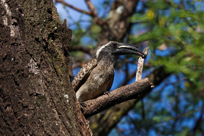 African grey hornbill male with caught insect lophoceros nasutus