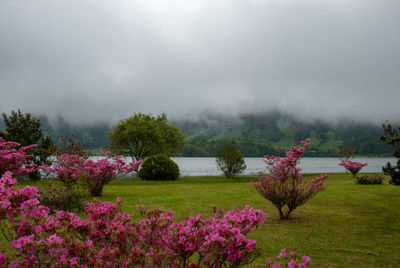 Scenic view of pink flowering plants against sky