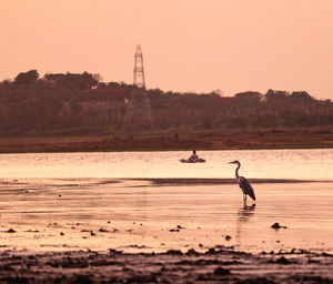 View of seagulls on shore