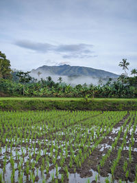 Scenic view of agricultural field against sky