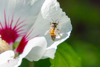 Close-up of insect on white flower