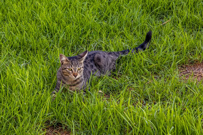 Portrait of a cat on field