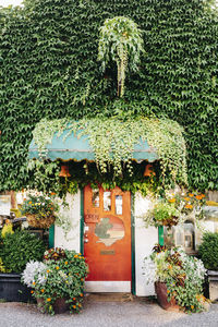 Ivy on wall of building