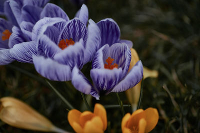 Close-up of purple flowers