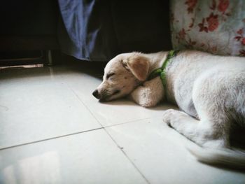 Dog sleeping on floor at home
