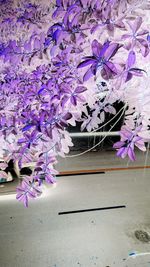 Close-up of flowers against wall