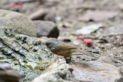 Close-up of bird perching on rock