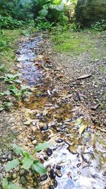 High angle view of leaves floating on water
