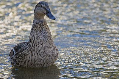 Close-up portrait of duck swimming in water