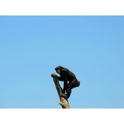 Monkey on rock against clear blue sky