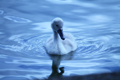 Close-up of cygnet swimming in lake