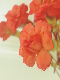 Close-up of red flowers blooming outdoors