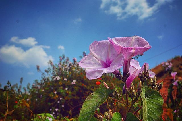 flower, freshness, petal, fragility, growth, flower head, beauty in nature, sky, blooming, plant, nature, close-up, focus on foreground, leaf, stem, in bloom, pink color, blossom, low angle view, single flower