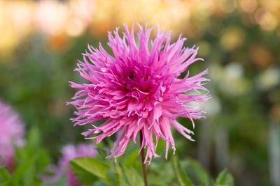 Close-up of pink flower